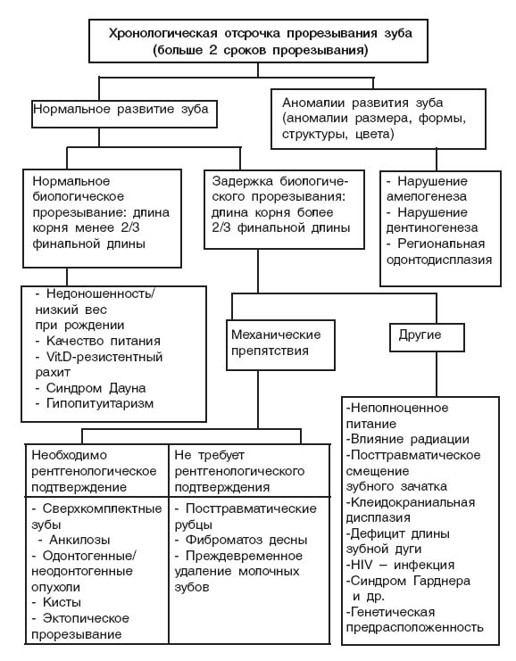 Как устроен человеческий зуб?