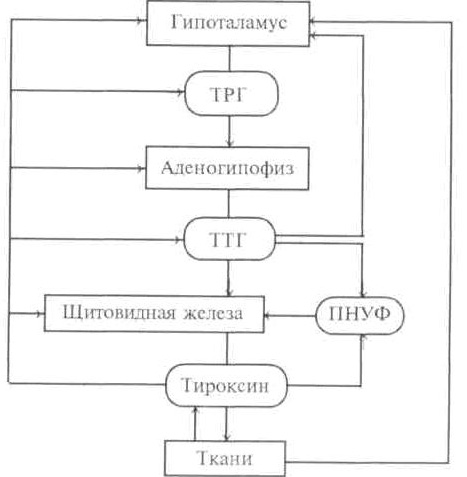 Обратная связь, регулирующая секрецию гормонов щитовидной железы